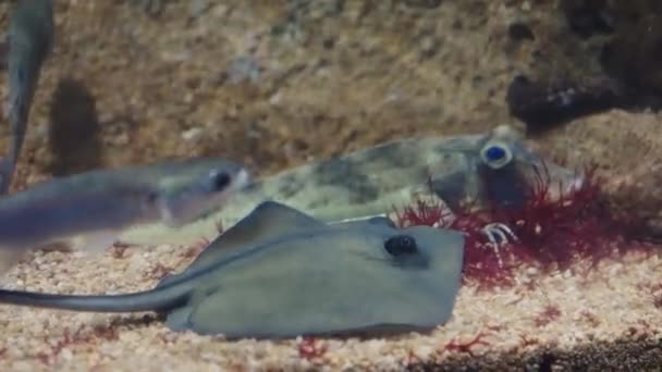 Stingray em meio a peixes em aquário — Vídeo de Stock