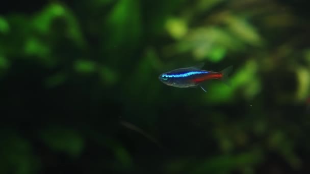 Pequeños peces cardinales tetra nadando en agua limpia — Vídeo de stock