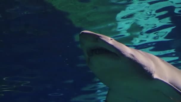 Hai schwimmt unter Wasser Blick von unten — Stockvideo