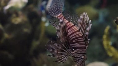 Kırmızı şeytan ateş böceği deniz suyunda yüzüyor.