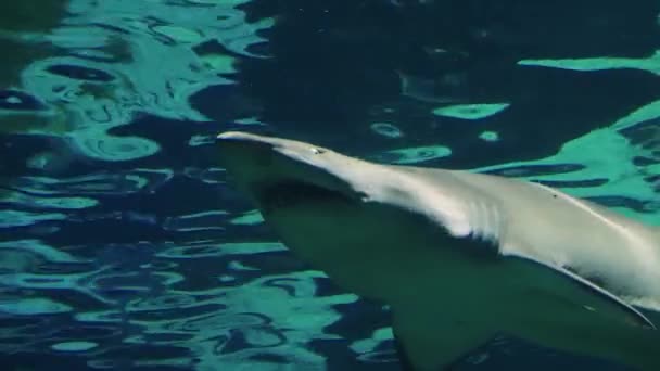 Акула плавает под водой вид снизу — стоковое видео