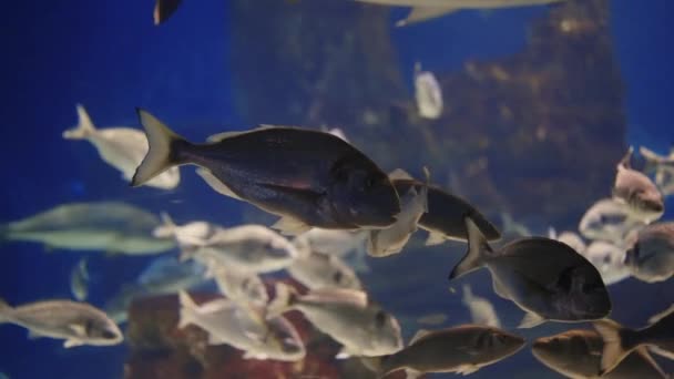 Akvaryumda yüzen balık sürüsü — Stok video