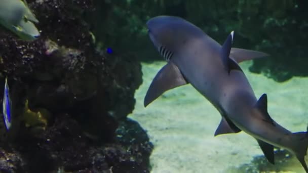 在珊瑚礁捕猎鲨鱼 — 图库视频影像
