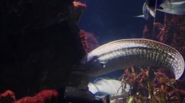 Muraena denizde inine yüzüyor