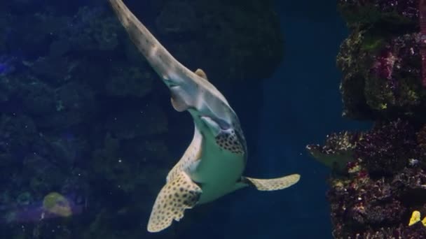 Tubarão-recife nadando em meio a peixes — Vídeo de Stock