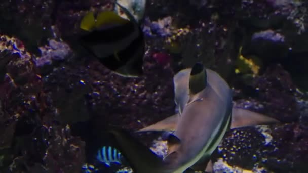 Caccia allo squalo sulla barriera corallina — Video Stock