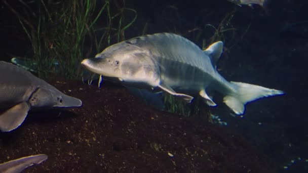 Esturjão Beluga nadando em aquário — Vídeo de Stock