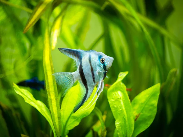 Porträtt Zebra Angelfish Tank Fisk Med Suddig Bakgrund Pterophyllum Scalare — Stockfoto