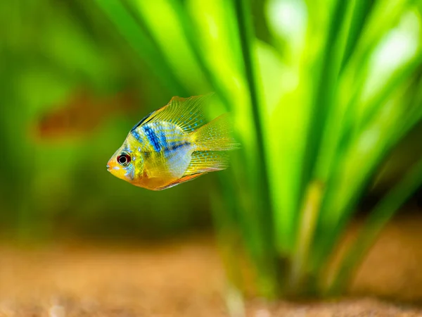 Blue Balloon Ram Microgeophagus Ramirezi Isolato Acquario Con Sfondo Sfocato — Foto Stock