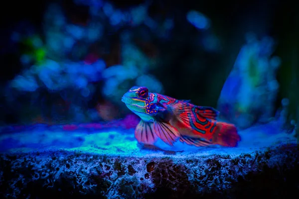 Mandarijnen Mandarijnen Dragonet Synchiropus Splendidus Geïsoleerd Een Rif Tank Met — Stockfoto