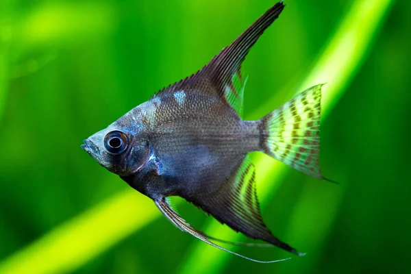 Close Angelfish Azul Amazônia Pterophyllum Scalare Peixes Tanque Com Fundo — Fotografia de Stock