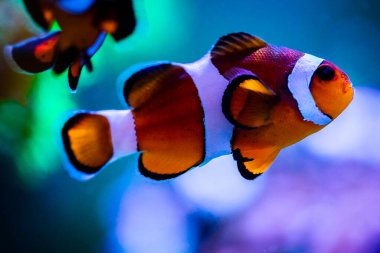 Ocellaris palyaço balığının (Amphiprion ocellaris) bulanık arkaplanı olan bir resif tankının seçici odağı