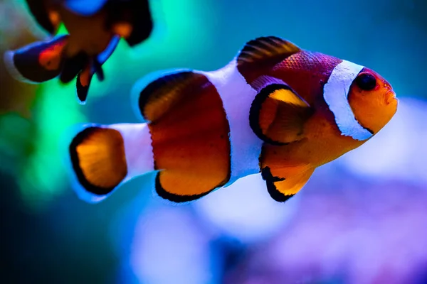Selective Focus Ocellaris Clownfish Amphiprion Ocellaris Reef Tank Blurred Background — Stock Photo, Image