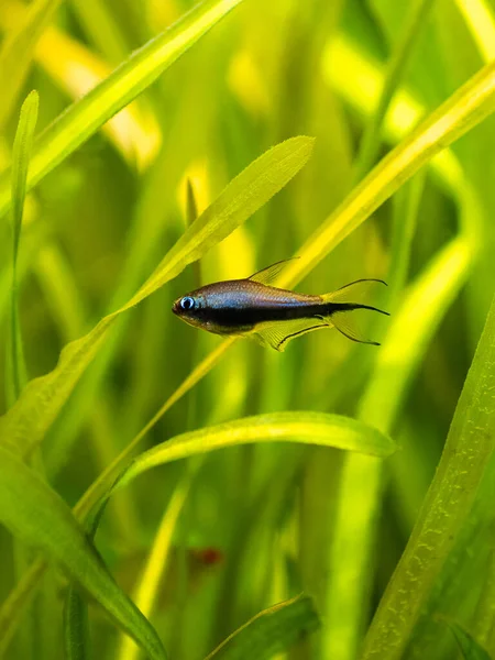 황제펭귄 Nematobrycon Palmeri 은갑자기 물고기 격리되어 있었다 — 스톡 사진