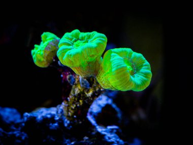 A resif akvaryumunda trompet mercanı (Caulastrea curvata) (LPS mercanı))