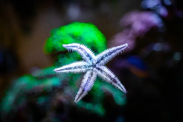 Sand Sifting Starfish Archaster Typicus Moving Glass Reef Aquarium — Stock Photo, Image