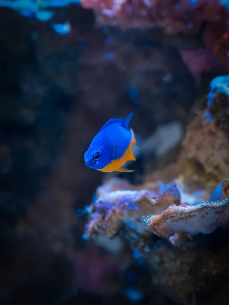 Azure Damegfish Chrysiptera Hemicyanea Tanque Arrecife Con Fondo Borroso — Foto de Stock