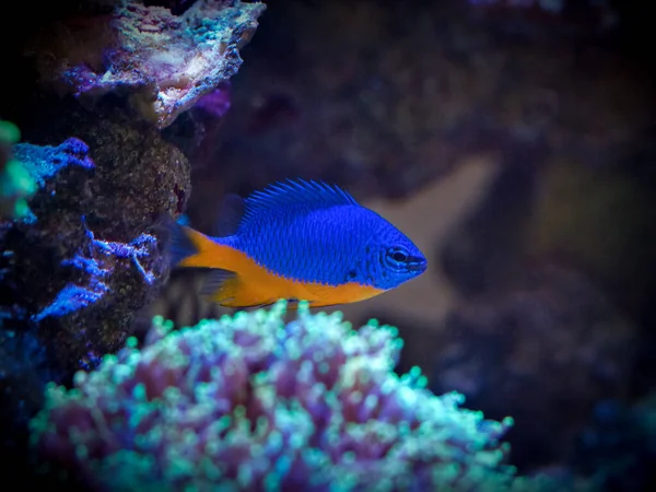 Azure Damegfish Chrysiptera Hemicyanea Tanque Arrecife — Foto de Stock