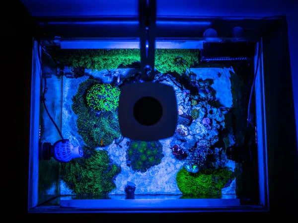 Bovenaanzicht Van Een Rif Aquarium Tank Onder Actinisch Licht — Stockfoto