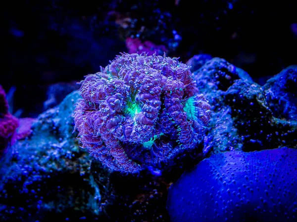 Purple Green Blastomussa Wellsi Lps Coral Reef Aquarium — Stock Photo, Image
