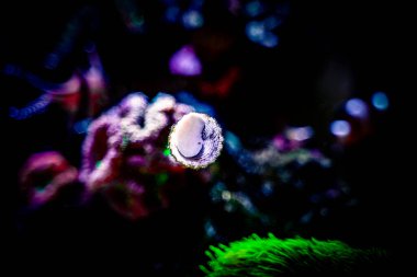 Trochus salyangozu, arka planda bulanıklık olan bir resif akvaryumunun camında yosun yiyor.