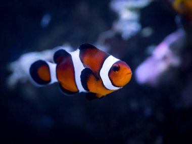 Ocellaris palyaço balığı (Amphiprion ocellaris) bulanık arka planlı bir resif tankında