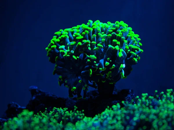 Euphyllia Parancora Corail Lps Montrant Couleur Fluorescence Verte Dans Aquarium — Photo