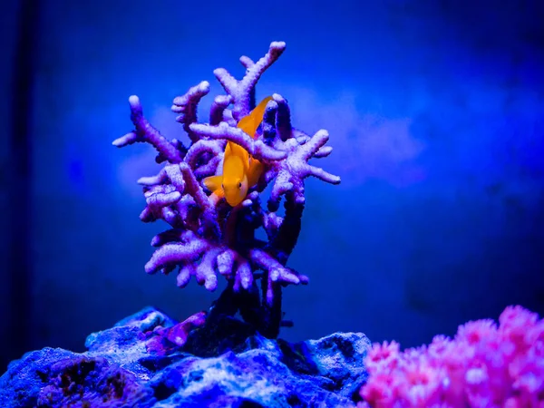 Gobiodon Okinawae Montipora Coral Reef Aquarium — Stock Photo, Image