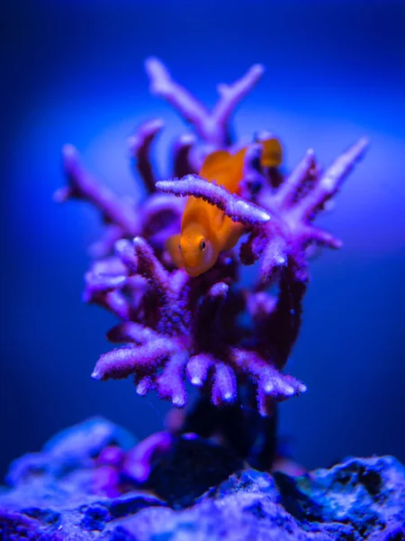 Gobiodon Okinawae Montipora Coral Reef Aquarium — Stock Photo, Image