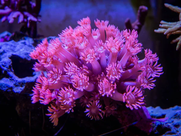 Pink Goniopora Flowerpot Coral Lps Coral Reef Aquarium — Stock Photo, Image