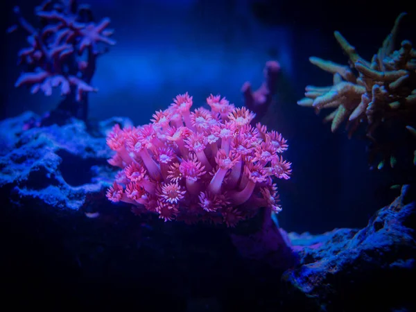 Pink Goniopora Flowerpot Coral Lps Coral Reef Aquarium — Stock Photo, Image