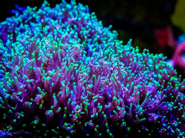 Green Rhodactis Reef Tank Macro Close Soft Coral — Stock Photo, Image