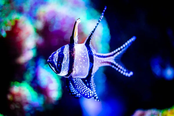 Banggai Cardinalfish Pterapogon Kauderni Aislado Acuario Arrecife Con Fondo Borroso — Foto de Stock