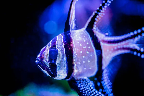 Macro Close Banggai Cardinalfish Pterapogon Kauderni Reef Aquarium Blurred Background — Stock Photo, Image