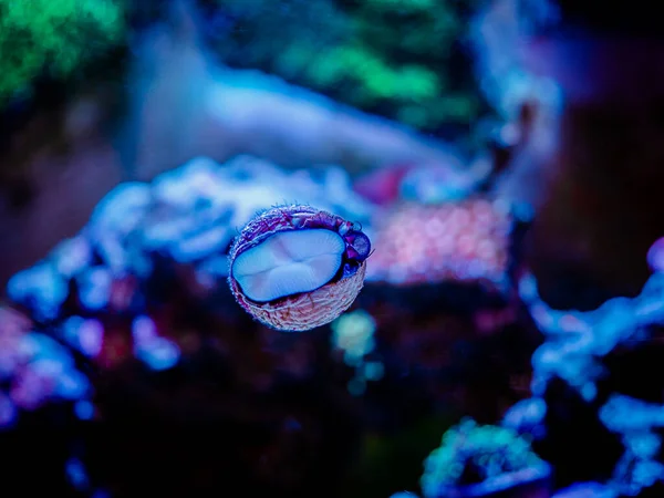 Trochus Snail Eating Algae Glass Reef Aquarium — Stock Photo, Image