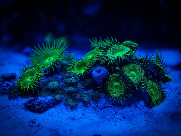 Green Palythoa Soft Coral Reef Aquarium — Stock Photo, Image