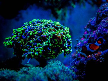 Resif akvaryumunda yeşil floresan rengini gösteren öphyllia parancora (LPS mercanı)