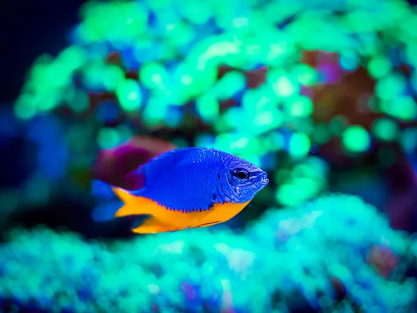 Azure Damegfish Chrysiptera Hemicyanea Nadando Tanque Arrecife Con Fondo Borroso — Foto de Stock