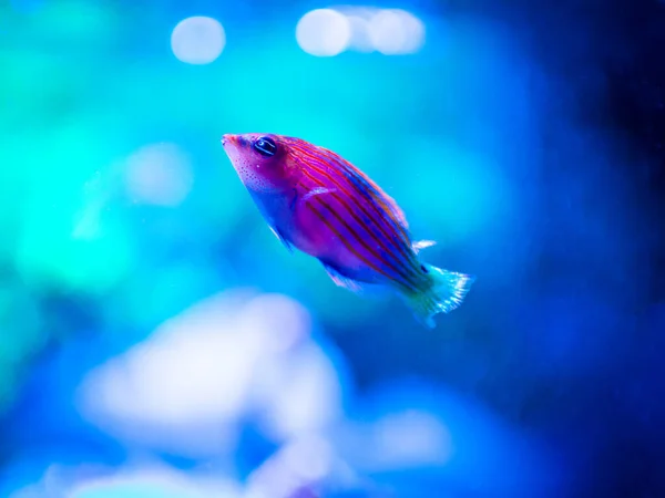 six line wrasse (Pseudocheilinus hexataenia) swimming on a reef tank with blurred background