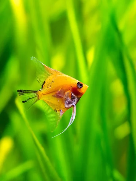 Diabo Vermelho Angelfish Peixes Tanque Com Fundo Borrado Pterophyllum Scalare — Fotografia de Stock