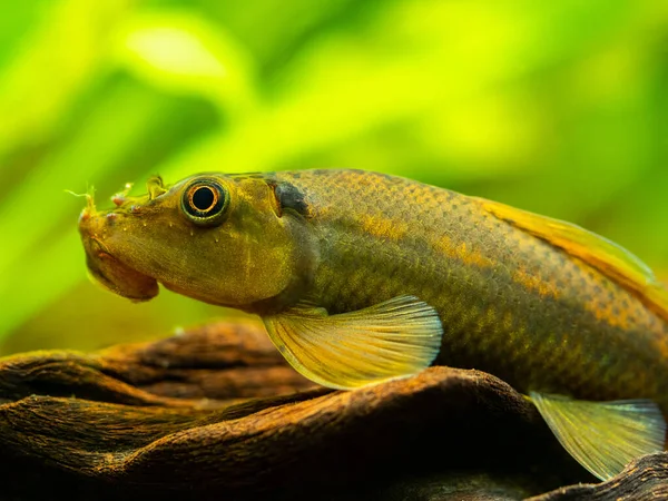 Makro Zblízka Čínského Pojídače Řas Gyrinocheilus Aymonieri Akváriu Rozmazaným Pozadím — Stock fotografie