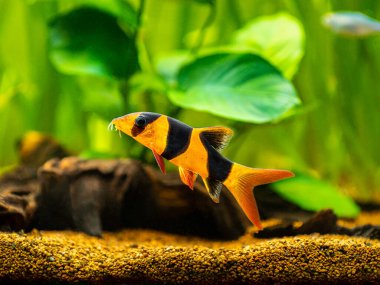 large clown loach isolated in fish tank (Chromobotia macracanthus) with blurred background clipart