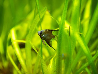 Amazon Mavi Melek Balığı (Pterophyllum scalare) bulanık arka planlı akvaryum balığının içinde yüzer.