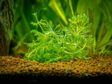Limnophila sessiliflora (ambulia) bulanık arka planlı bir akvaryumda izole edilmiş