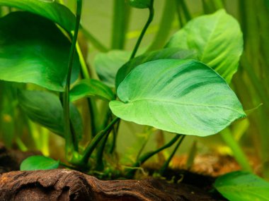 Bulanık arka planı olan Anubias Barteri yaprağının ayrıntıları - akvaryum bitkisi