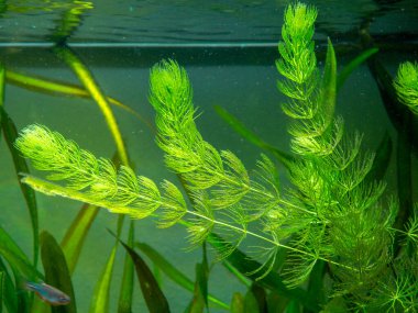 Hornwort bitkisi (Ceratophyllum demersum) bir akvaryum üzerinde