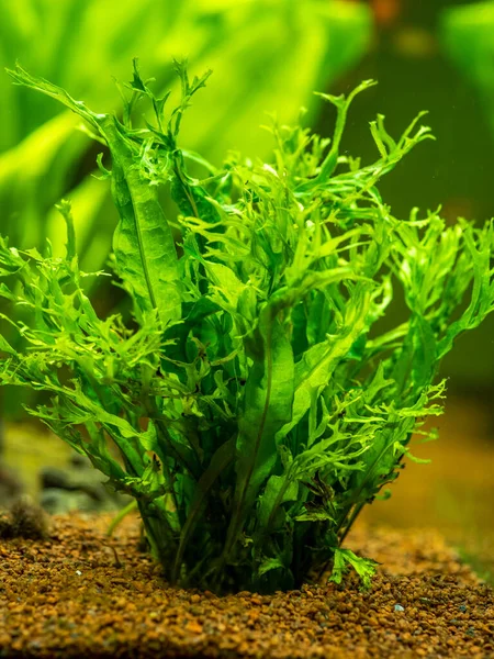 Aquatic Fern Microsorum Pteropus Windelov Isolated Fish Tank Blurred Background — Stock Photo, Image