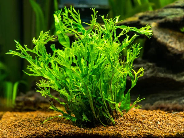 Aquatic Fern Microsorum Pteropus Windelov Isolated Fish Tank Blurred Background — Stock Photo, Image