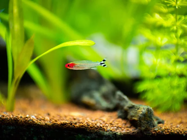 Rummy Nose Tetra Hemigrammus Rhodostomus Fish Tank Blurred Background — Stock Photo, Image