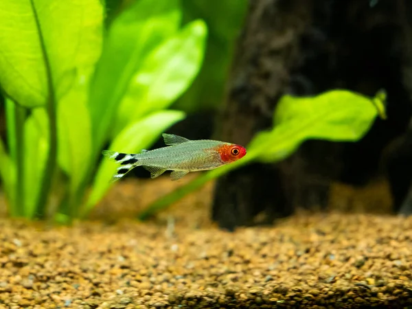 Tétra Nez Roux Hemigrammus Rhodostomus Sur Aquarium Fond Flou — Photo